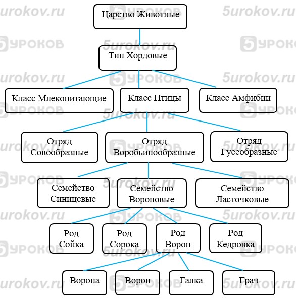 Схема Царство животных